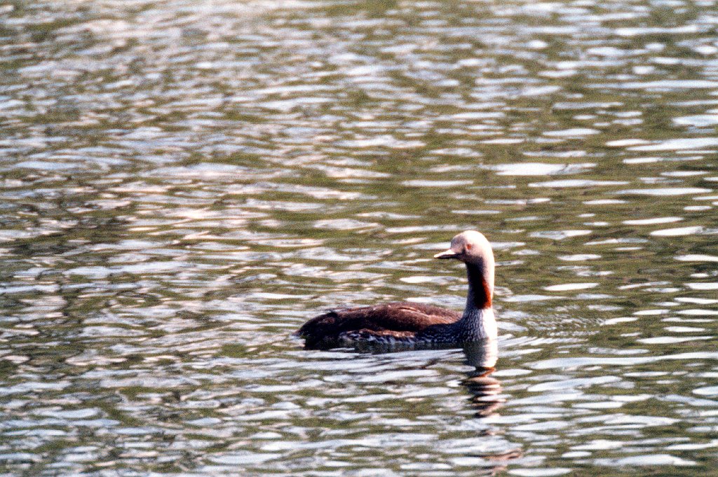 Loon, Red-throated, Dempster HWY, YT  06-1996 B06P90I02.jpg - Red-throated Loon